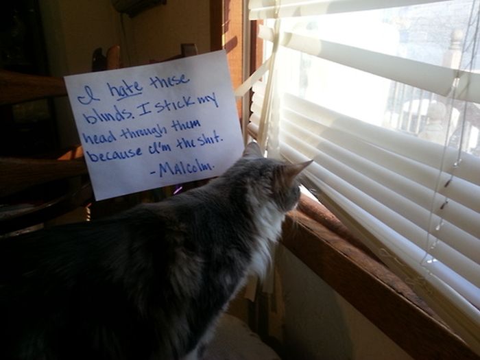 Cat Shaming. Part 2 (40 pics)