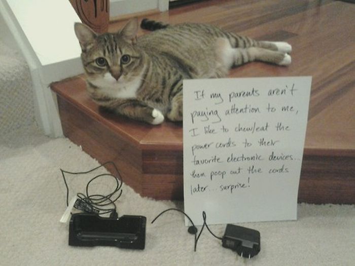 Cat Shaming. Part 2 (40 pics)