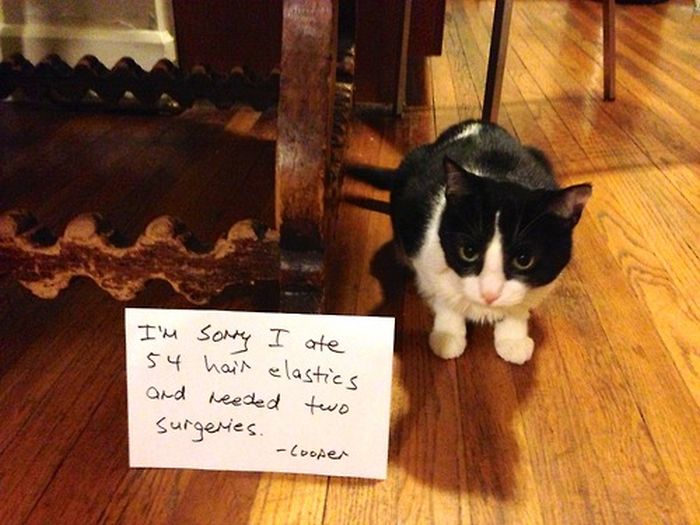 Cat Shaming. Part 2 (40 pics)