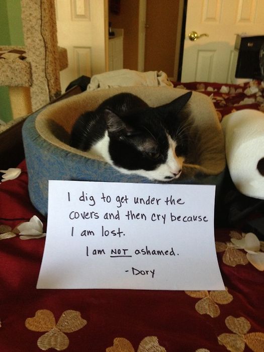Cat Shaming. Part 2 (40 pics)