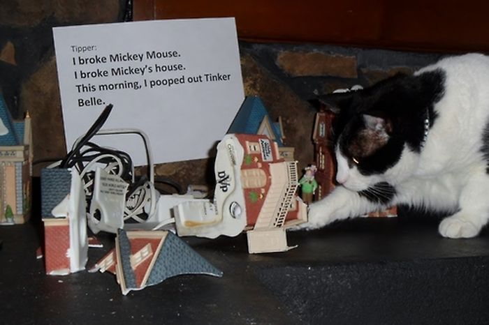 Cat Shaming. Part 2 (40 pics)