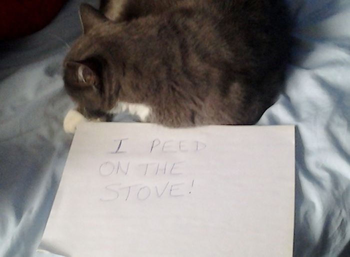 Cat Shaming. Part 2 (40 pics)