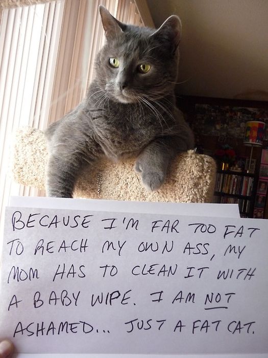 Cat Shaming. Part 2 (40 pics)