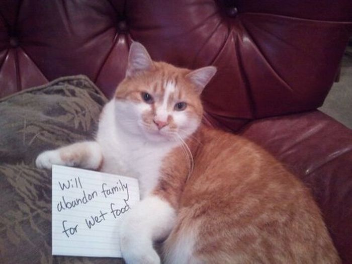 Cat Shaming. Part 2 (40 pics)