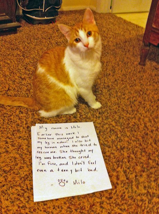Cat Shaming. Part 2 (40 pics)