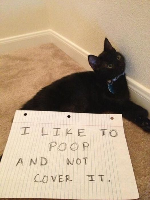 Cat Shaming. Part 2 (40 pics)