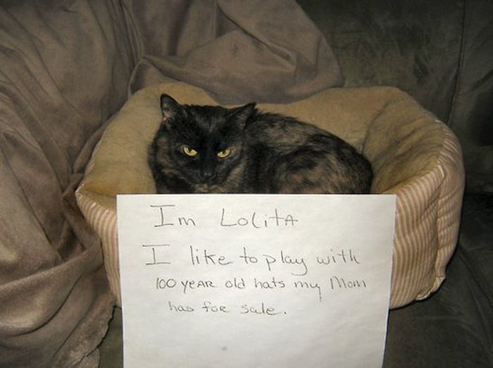 Cat Shaming. Part 2 (40 pics)