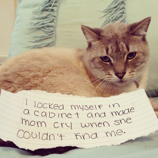 Cat Shaming. Part 2 (40 pics)