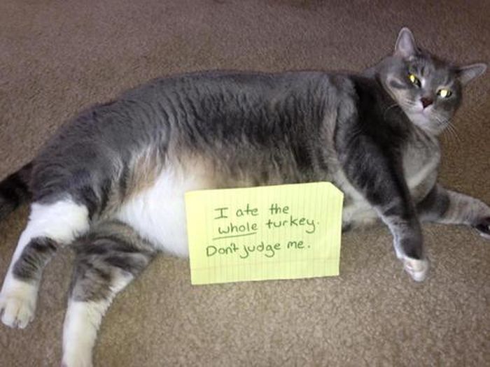 Cat Shaming. Part 2 (40 pics)