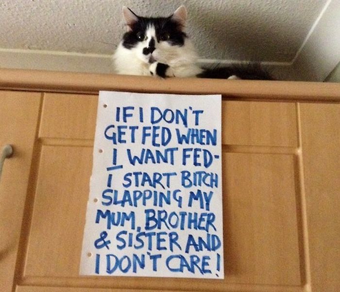 Cat Shaming. Part 2 (40 pics)