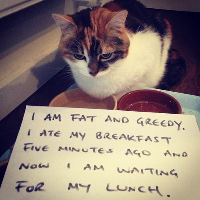 Cat Shaming. Part 2 (40 pics)