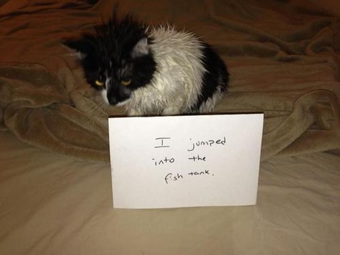 Cat Shaming. Part 2 (40 pics)