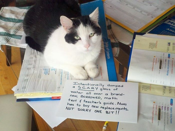 Cat Shaming. Part 2 (40 pics)