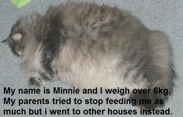Cat Shaming. Part 2 (40 pics)