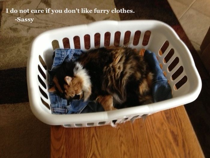 Cat Shaming. Part 2 (40 pics)