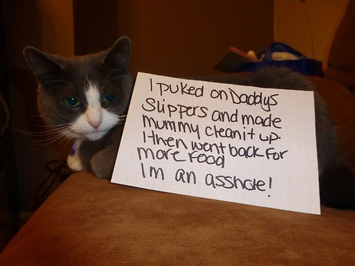 Cat Shaming. Part 2 (40 pics)