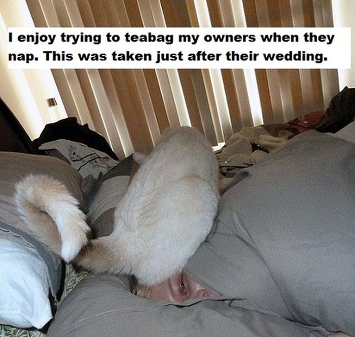 Cat Shaming. Part 2 (40 pics)