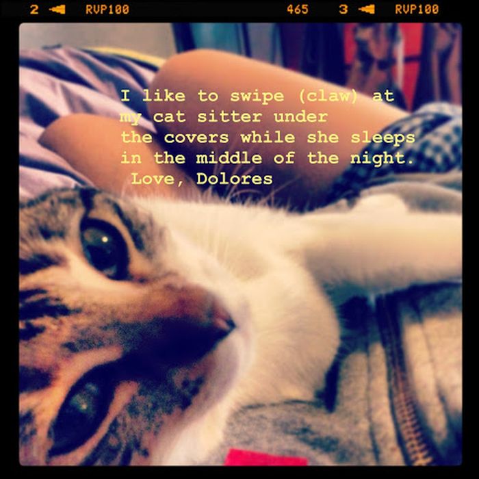 Cat Shaming. Part 2 (40 pics)