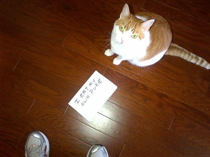 Cat Shaming. Part 2 (40 pics)