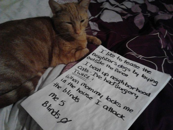 Cat Shaming. Part 2 (40 pics)