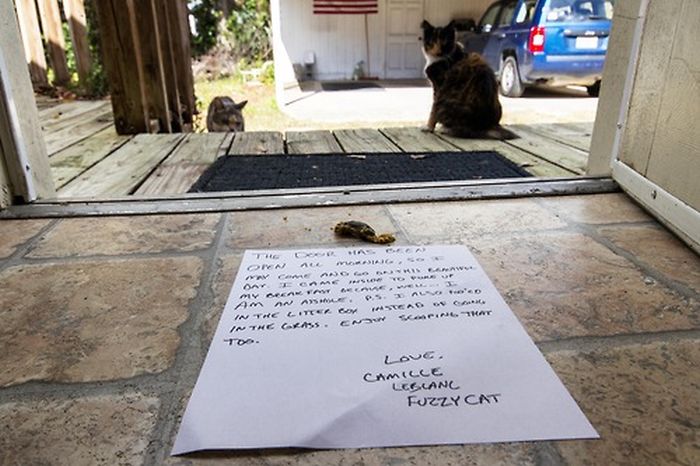 Cat Shaming. Part 2 (40 pics)