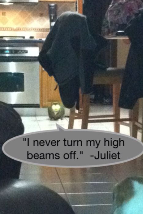 Cat Shaming. Part 2 (40 pics)