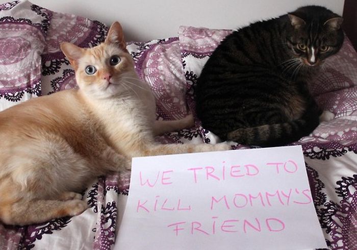 Cat Shaming. Part 2 (40 pics)