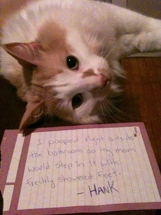 Cat Shaming. Part 2 (40 pics)