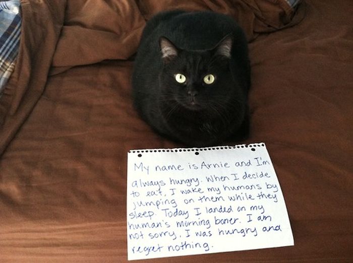 Cat Shaming. Part 2 (40 pics)