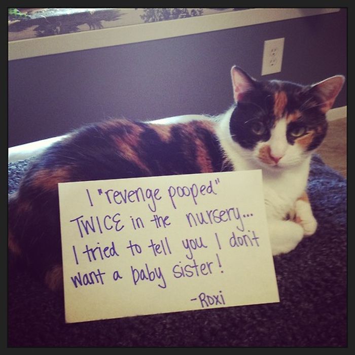 Cat Shaming. Part 2 (40 pics)