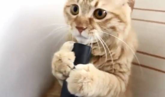 Funny Cat Enjoys Being Vacuumed