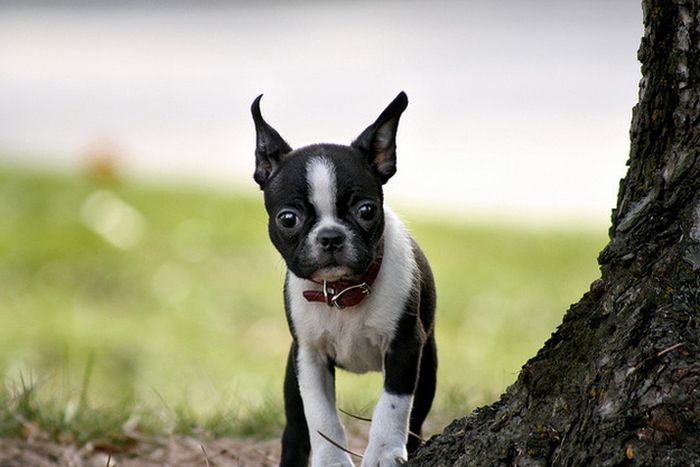 Cute Boston Terriers (50 pics)