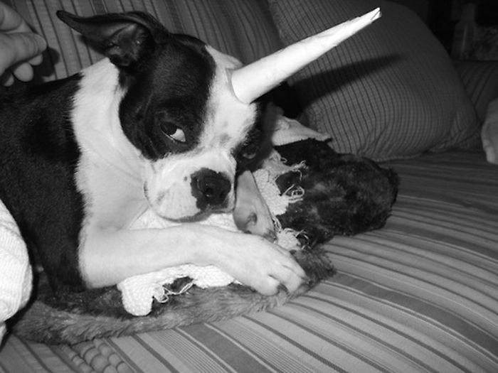 Cute Boston Terriers (50 pics)