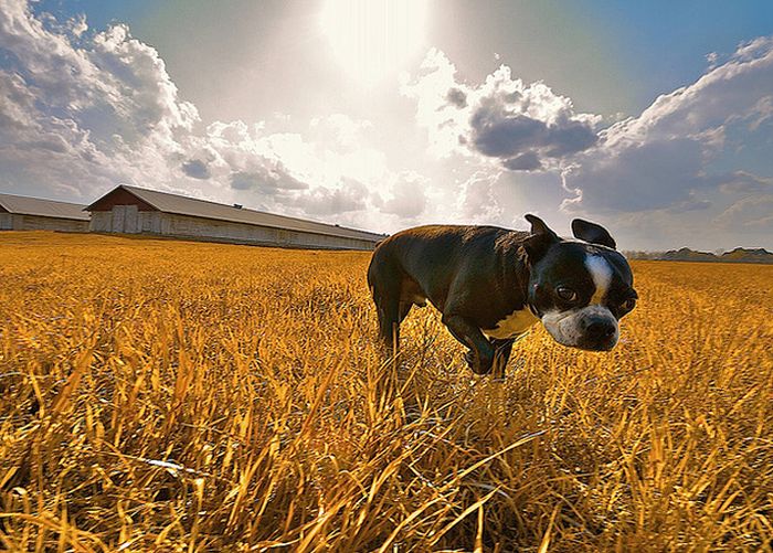 Cute Boston Terriers (50 pics)