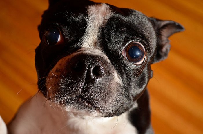 Cute Boston Terriers (50 pics)