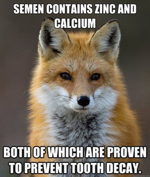 Fun Fact Fox Meme (60 pics)