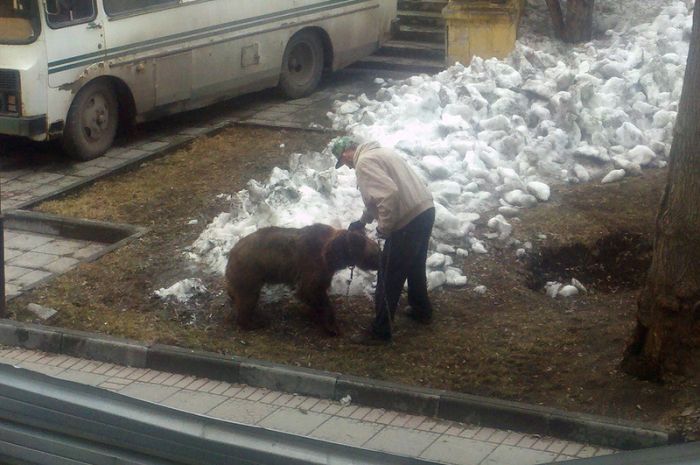 Walking the Pets (4 pics)