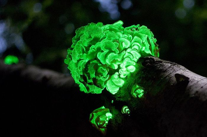 Great Looking Fungi (15 pics)