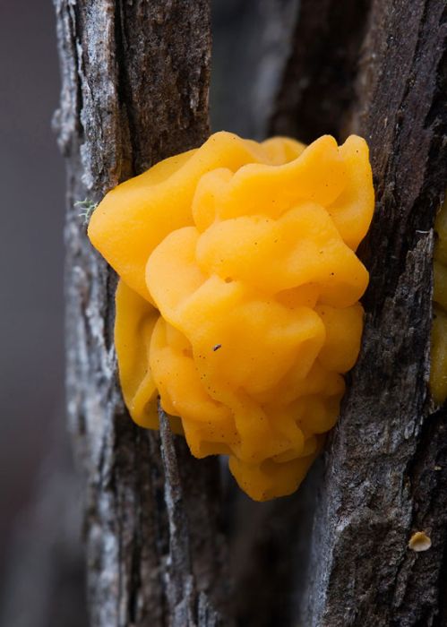 Great Looking Fungi (15 pics)