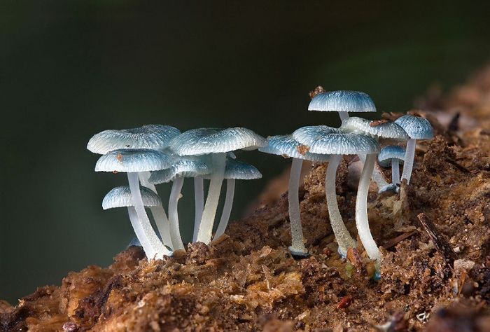 Great Looking Fungi (15 pics)