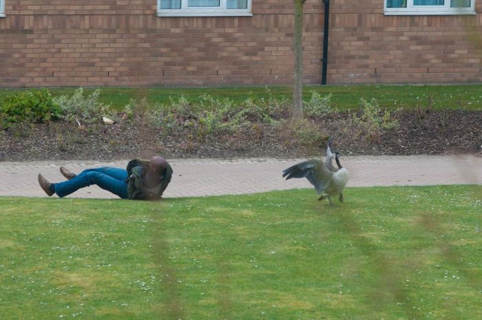 Angry Geese (6 pics)