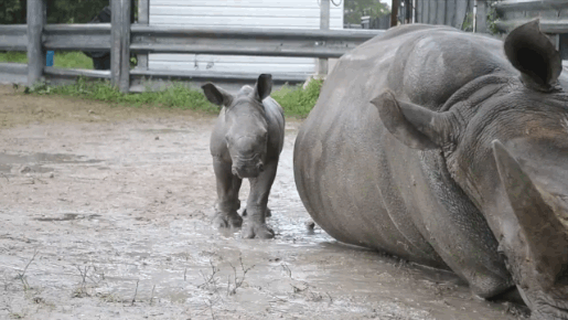 Baby Rhino and Its Mom (7 gifs)