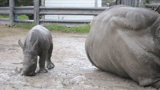 Baby Rhino and Its Mom (7 gifs)