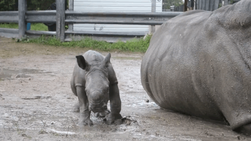Baby Rhino and Its Mom (7 gifs)