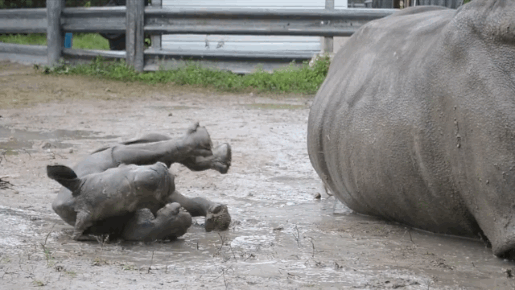 Baby Rhino and Its Mom (7 gifs)