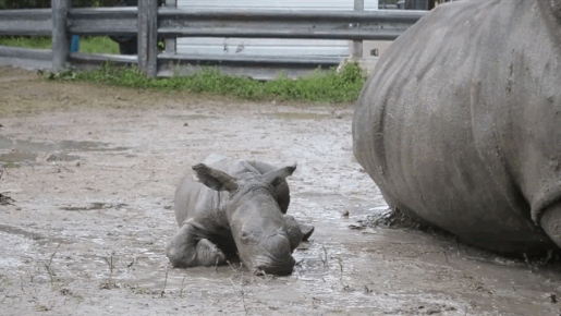 Baby Rhino and Its Mom (7 gifs)