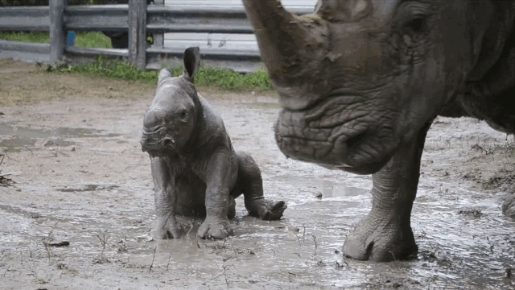 Baby Rhino and Its Mom (7 gifs)