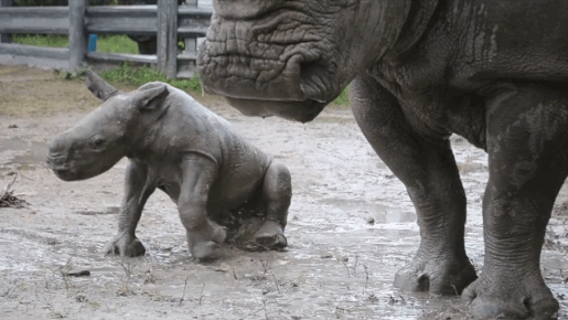 Baby Rhino and Its Mom (7 gifs)
