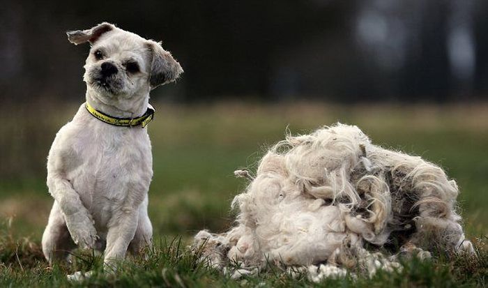 Abandoned Dog Gets a Haircut (7 pics)