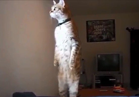 Animals Are Just Like Humans